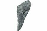 Partial Megalodon Tooth - South Carolina #226546-1